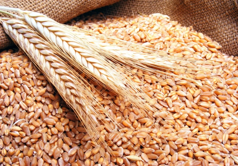 علي المصيلحي: مصر لديها تنوع في مصادر استيراد القمح