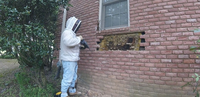 بريطانية تعثرعلى مستعمرة ضخمة تضم أكثر من 30 ألف نحلة تعيش في جدار منزلها